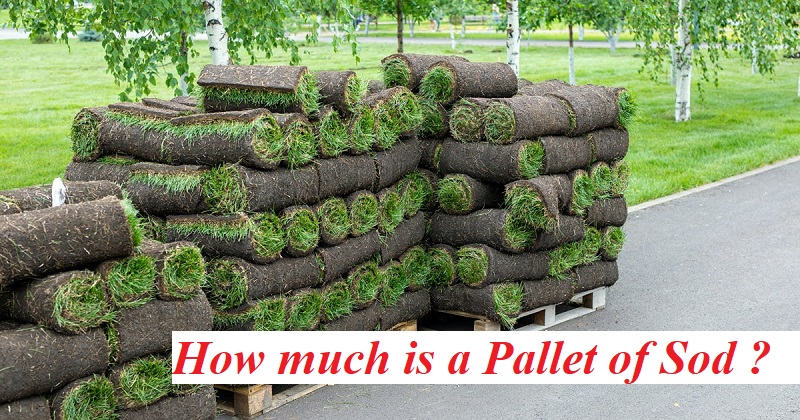 How much is a Pallet of Sod